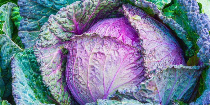 Cabbage fermented foods nutrition