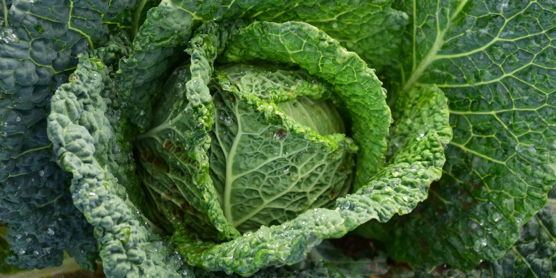 Detoxification green cabbage nutrition